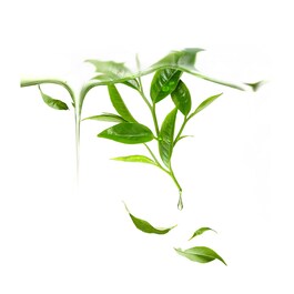 UFO Mask - Green Tea