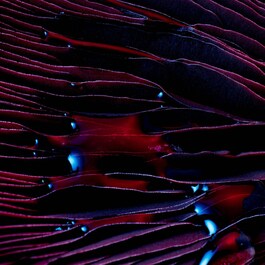 Blue Therapy - Red Algae Uplift Rich Day Cream