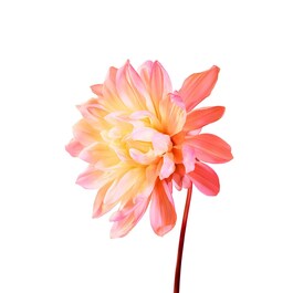 Flor Del Sol - Eau de Toilette