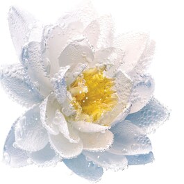 Cleansing Milk - Micellar Milk for Face and Eyes - Purifying Water Lily
