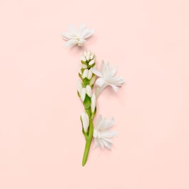 Gucci Bloom - Eau de Parfum