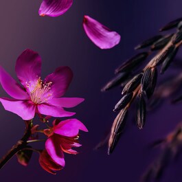 The Ritual of Yozakura - Skimrande kroppsolja