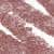 N°17. Light Brown (0,7 g)